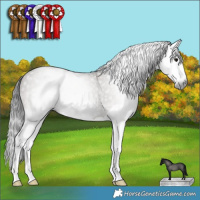 Horse Color:Gray Grullo Splash 