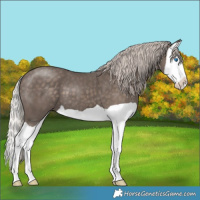 Horse Color:Silver Black Splash