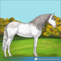 Horse Color:Silver Blue Roan Splash