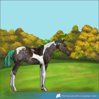 Horse Color:Painted Midnight Bay Tobiano