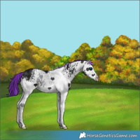 Horse Color:Painted White Spotted Midnight Black Splash