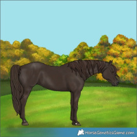 Horse Color:Liver Chestnut  and Liver Chestnut Frame 