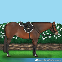 Horse Color:Bay Rabicano