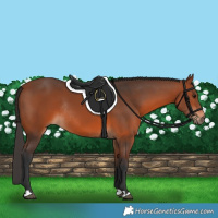 Horse Color:Bay Rabicano 