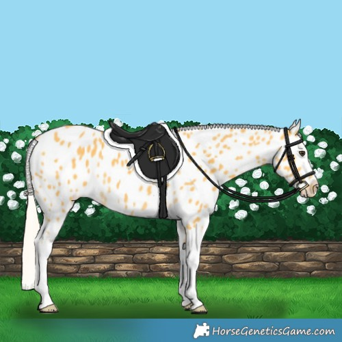 Horse Color:Palomino Appaloosa Rabicano 