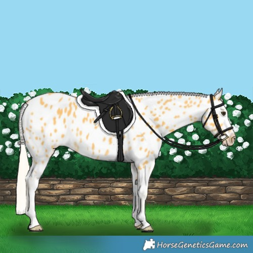 Horse Color:Palomino Appaloosa Rabicano 