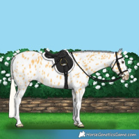 Horse Color:Palomino Appaloosa Rabicano 