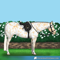 Horse Color:Palomino Appaloosa Rabicano