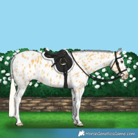 Horse Color:Palomino Appaloosa Rabicano 