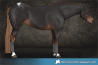 Horse Color:Liver Chestnut Tobiano 