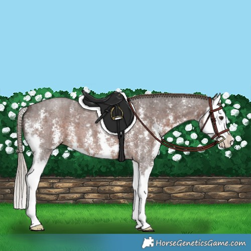 Horse Color:Liver Red Roan Sabino Splash 