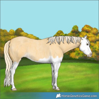 Horse Color:Palomino Roan Dun Splash 