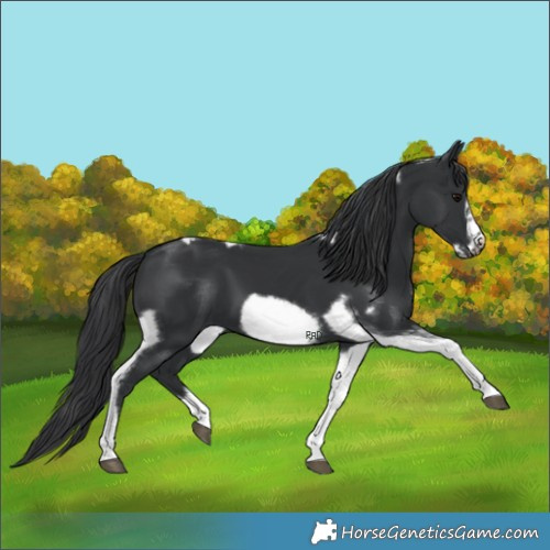 Horse Color:Black Tobiano Frame 