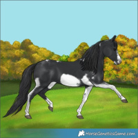 Horse Color:Black Tobiano Frame 