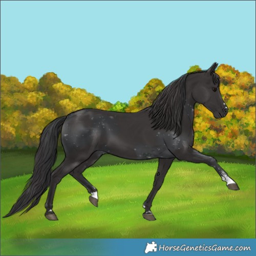 Horse Color:Black  and Smoky Black 