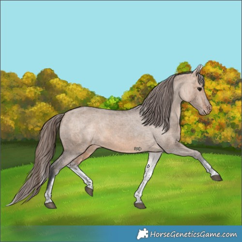 Horse Color:White Spotted Bay Dun Tobiano Appaloosa 