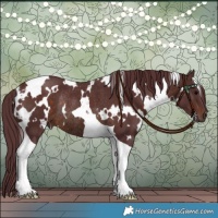 Horse Color:White Spotted Chocolate Brown Tobiano Rabicano