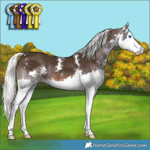 Horse Color:Liver Chestnut Mushroom Sabino Splash 