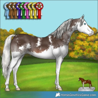 Horse Color:Liver Chestnut Mushroom Sabino Splash 