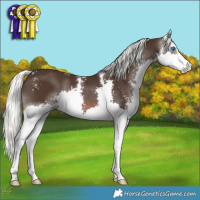 Horse Color:Liver Chestnut Mushroom Sabino Splash 