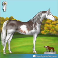 Horse Color:Liver Chestnut Mushroom Sabino Splash 