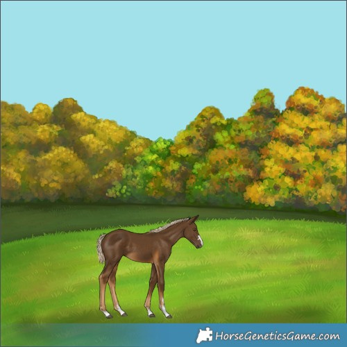 Horse Color:Chocolate Palomino 