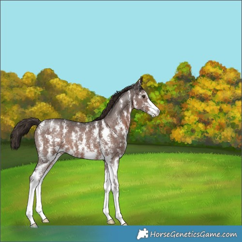 Horse Color:Liver Chestnut Sabino 
