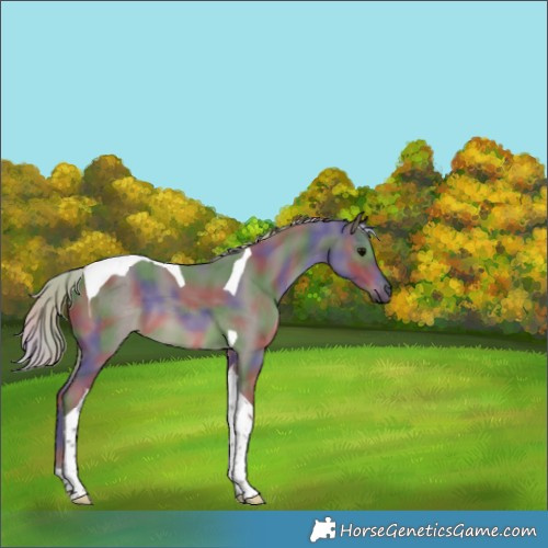 Horse Color:Nacre Silver Black Tobiano 
