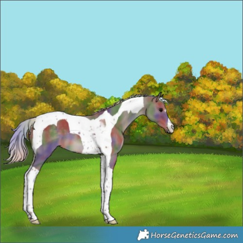 Horse Color:Nacre Silver Black Tobiano 