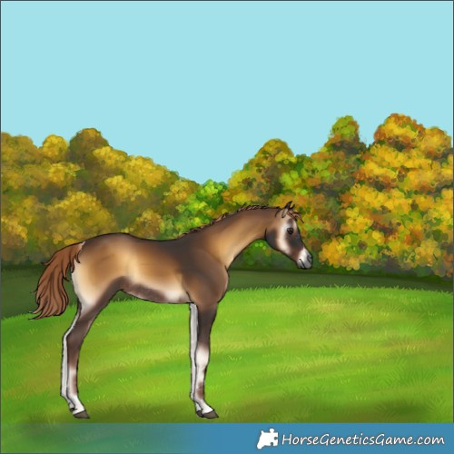 Horse Color:Gray Liver Red Onyx Rabicano 