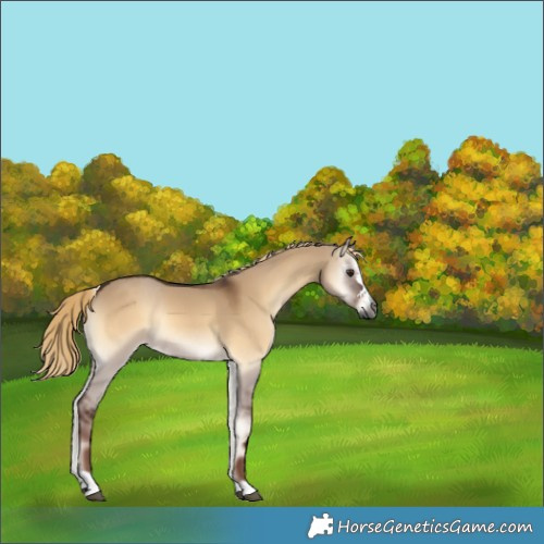Horse Color:Gray Liver Red Dun Onyx Rabicano 