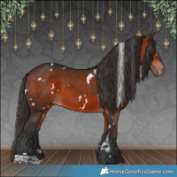 Horse Color:White Spotted Bay 