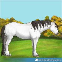 Horse Color:Gray White Spotted Liver Red Dun Roan