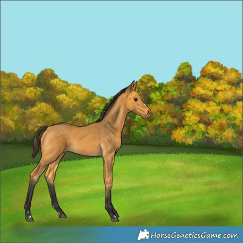 Horse Color:Buckskin 