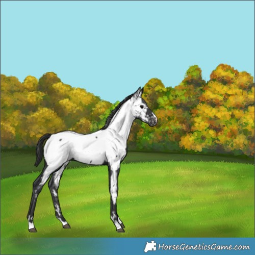 Horse Color:Black Appaloosa 