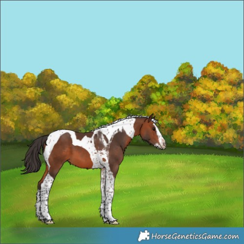 Horse Color:Bay Splash Tobiano 