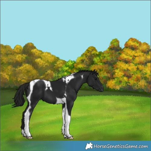 Horse Color:Gray Black Tobiano 