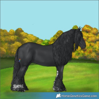Horse Color:Black Tobiano 