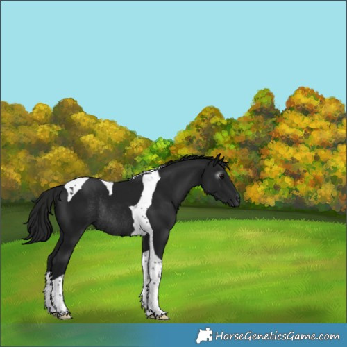 Horse Color:Gray Black Tobiano Rabicano 