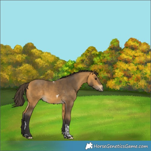 Horse Color:Buckskin Tobiano 