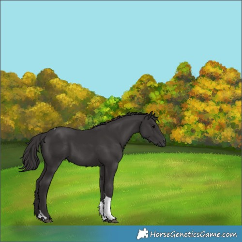 Horse Color:Smoky Black Tobiano 