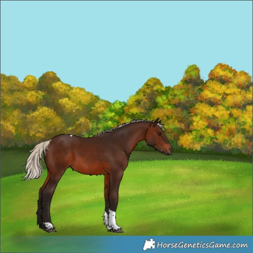 Horse Color:Gray Silver Bay Tobiano 