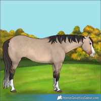 Horse Color:Bay Dun Splash 