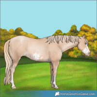 Horse Color:Gold Champagne Pearl Rabicano and Gold Champagne Pearl Frame Rabicano