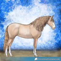 Horse Color:Gold Champagne Pearl Rabicano  and Gold Champagne Pearl Rabicano 
