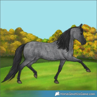Horse Color:Blue Roan 