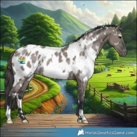 Horse Color:White Spotted Grullo Appaloosa Rabicano 