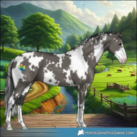 Horse Color:White Spotted Grullo Sabino 