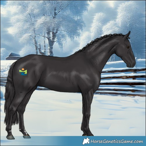 Horse Color:Smoky Black 