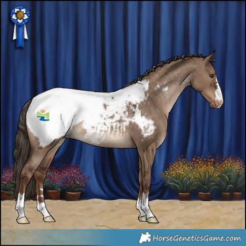Horse Color:Liver Red Dun Appaloosa 